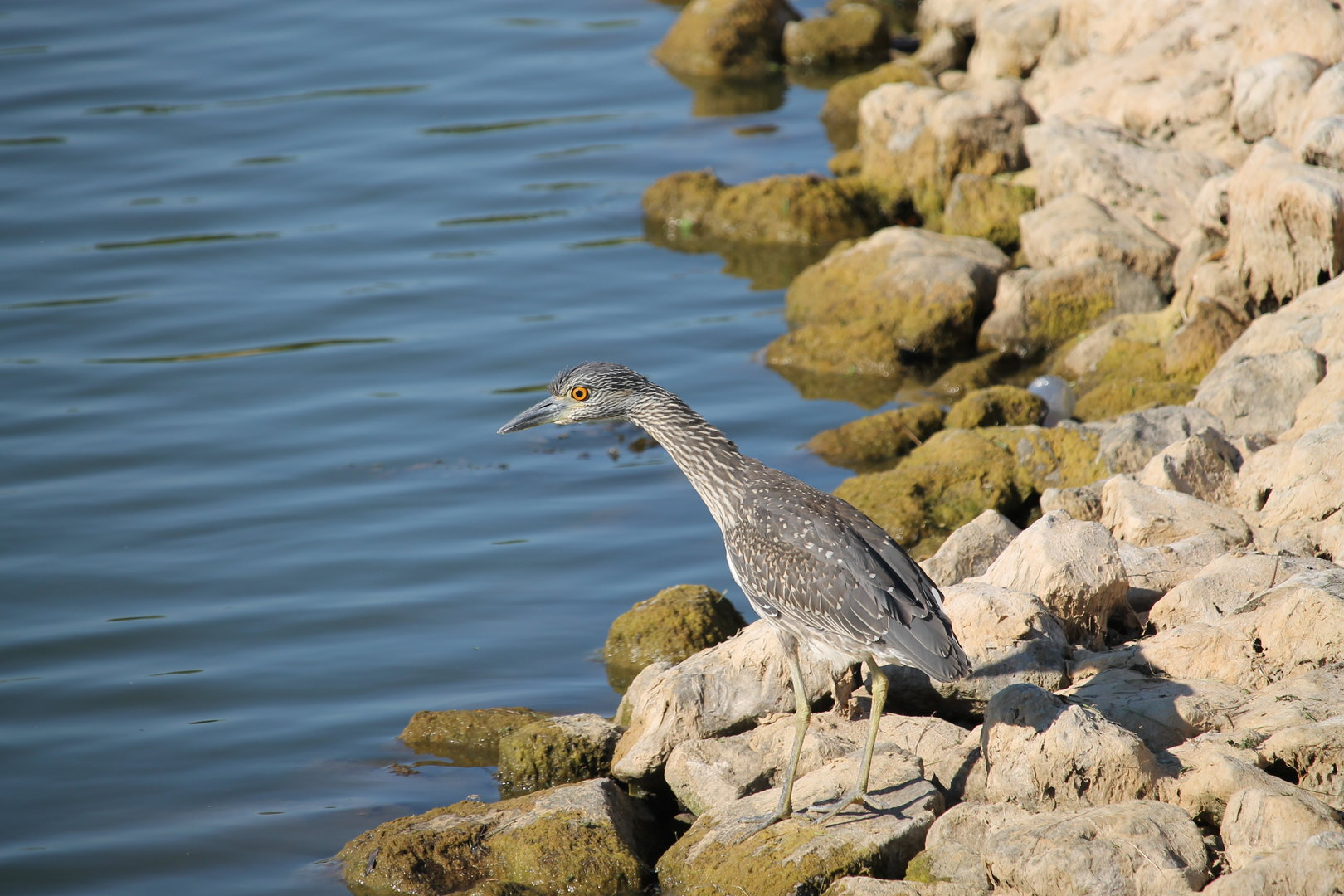 Yellow-crowned Night-Heron (Nyctanassa violacea)