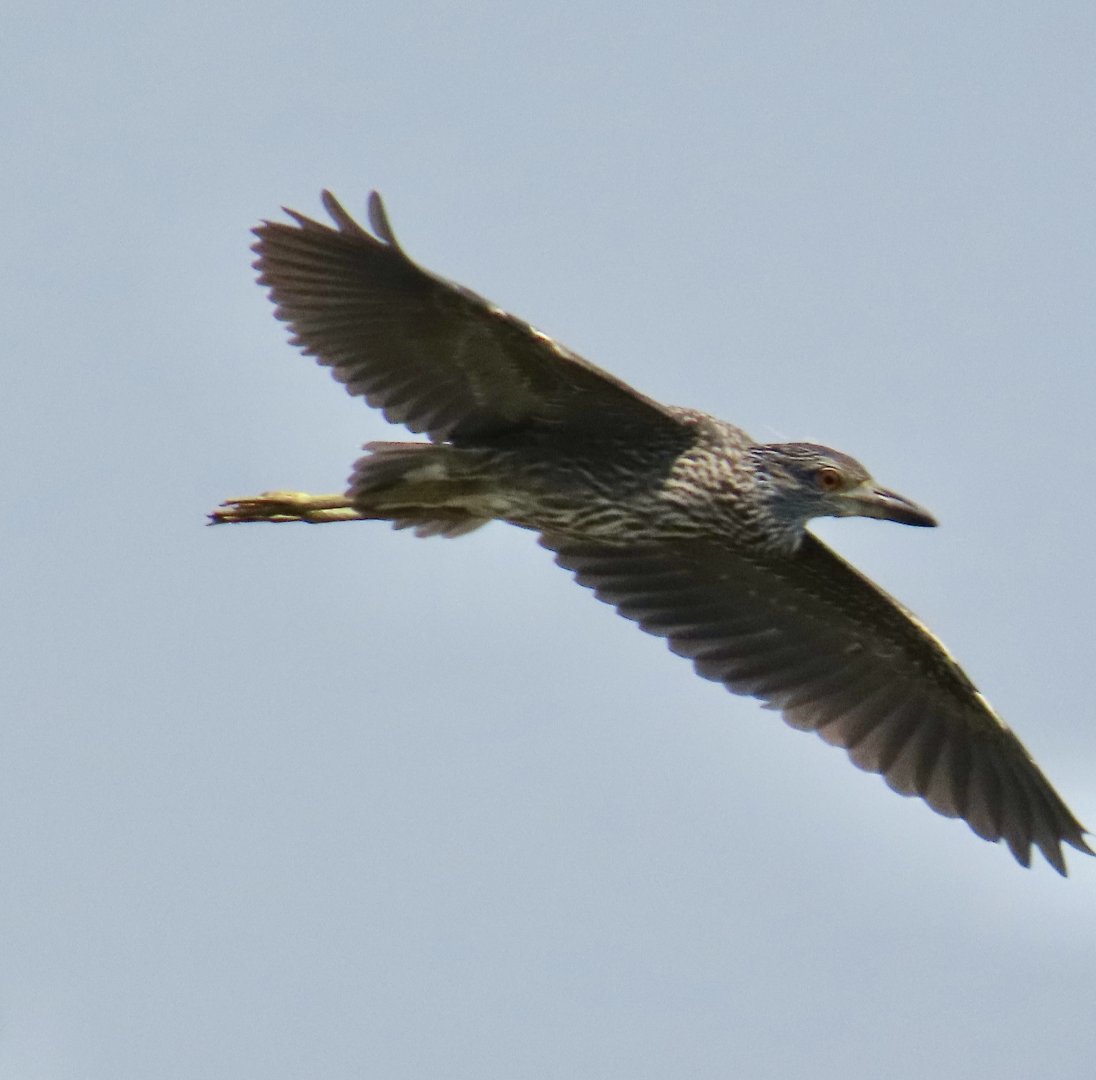 Yellow-crowned Night Heron (Nyctanassa violacea)