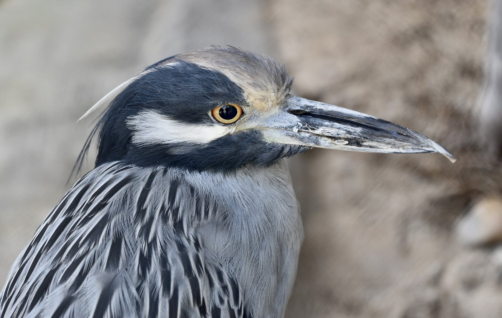 Yellow-Crowned Night Heron ((Nyctanassa violacea)