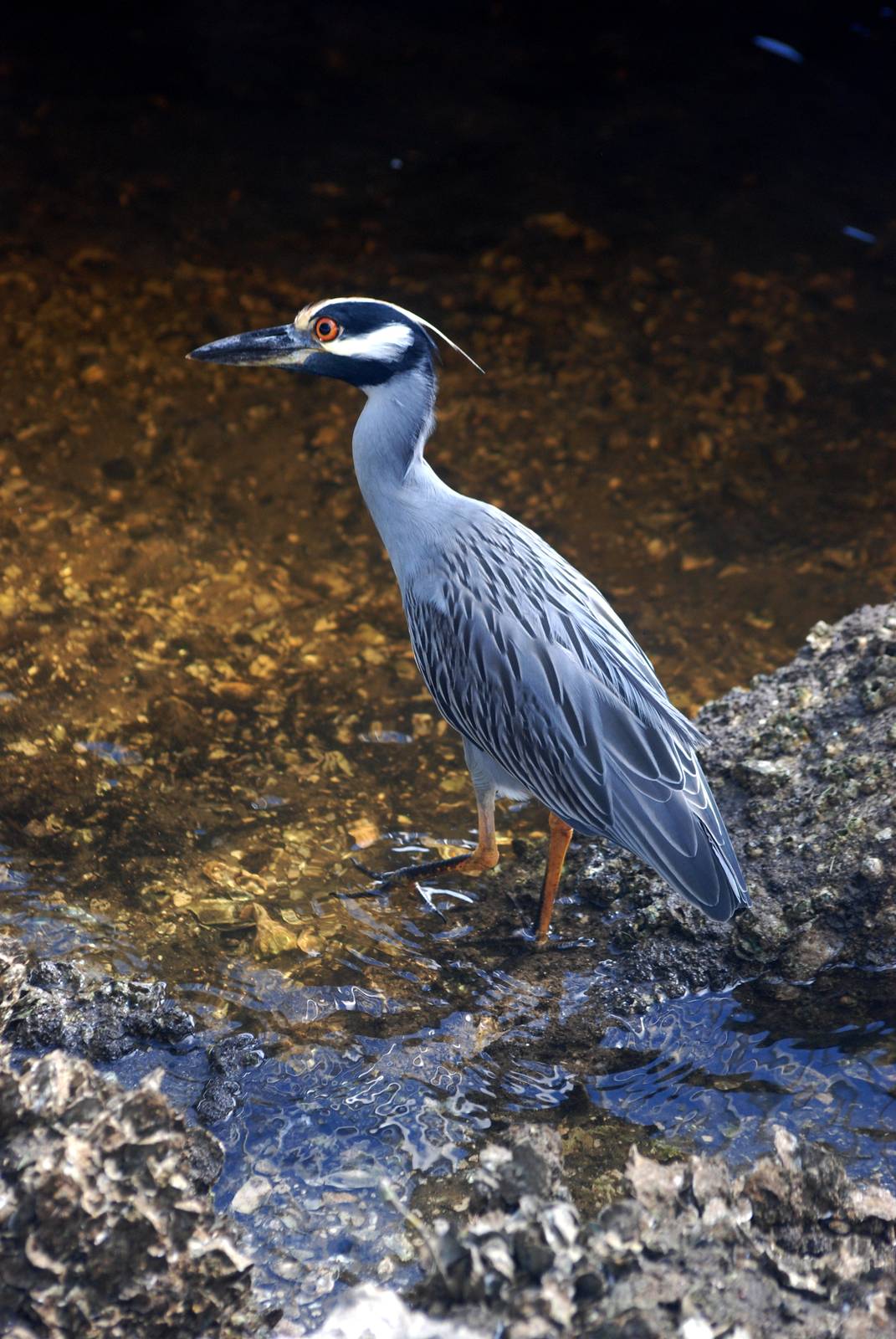 Yellow-crowned Night Heron, Punta Gorda, October 2013