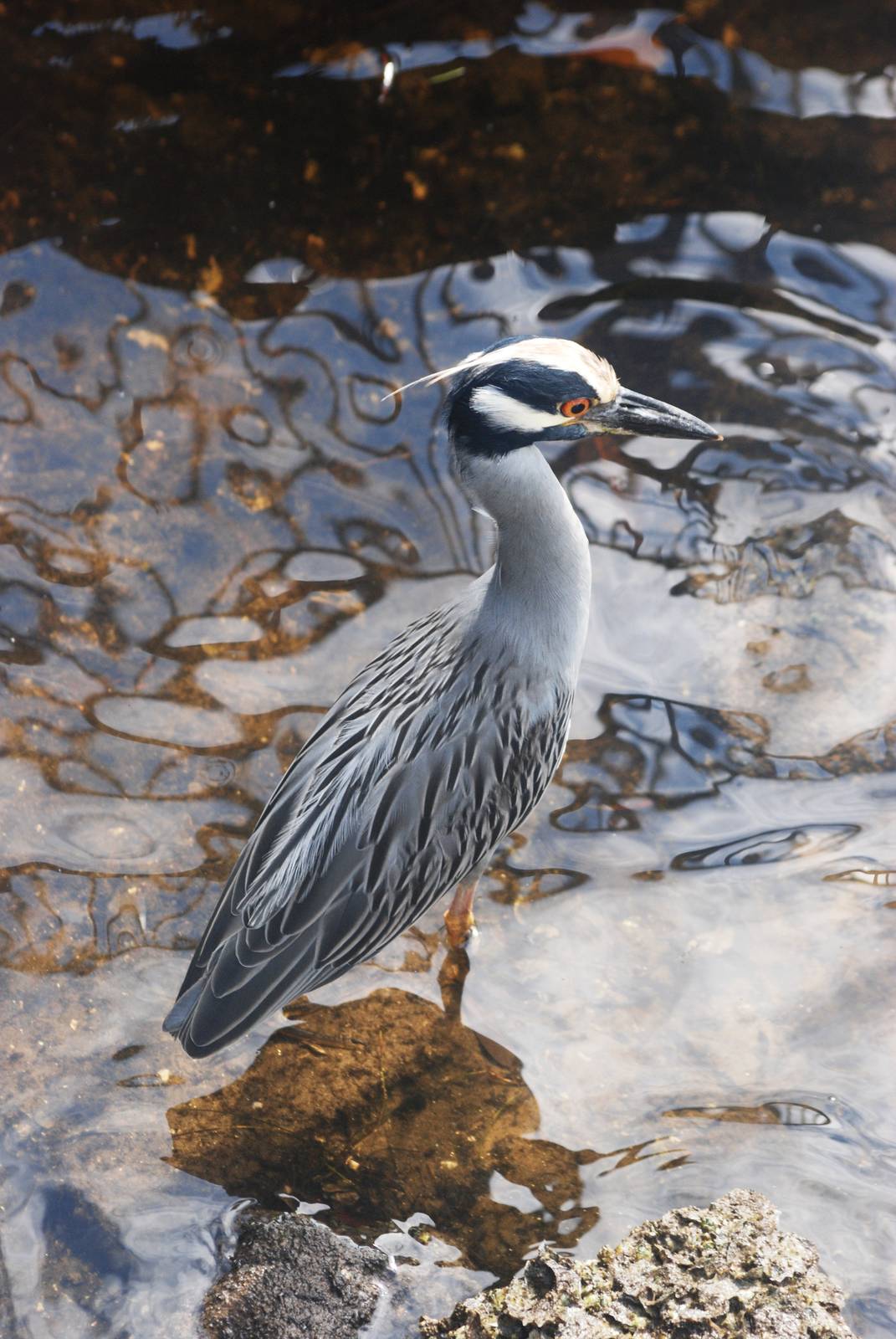 Yellow-crowned Night Heron, Punta Gorda, October 2013