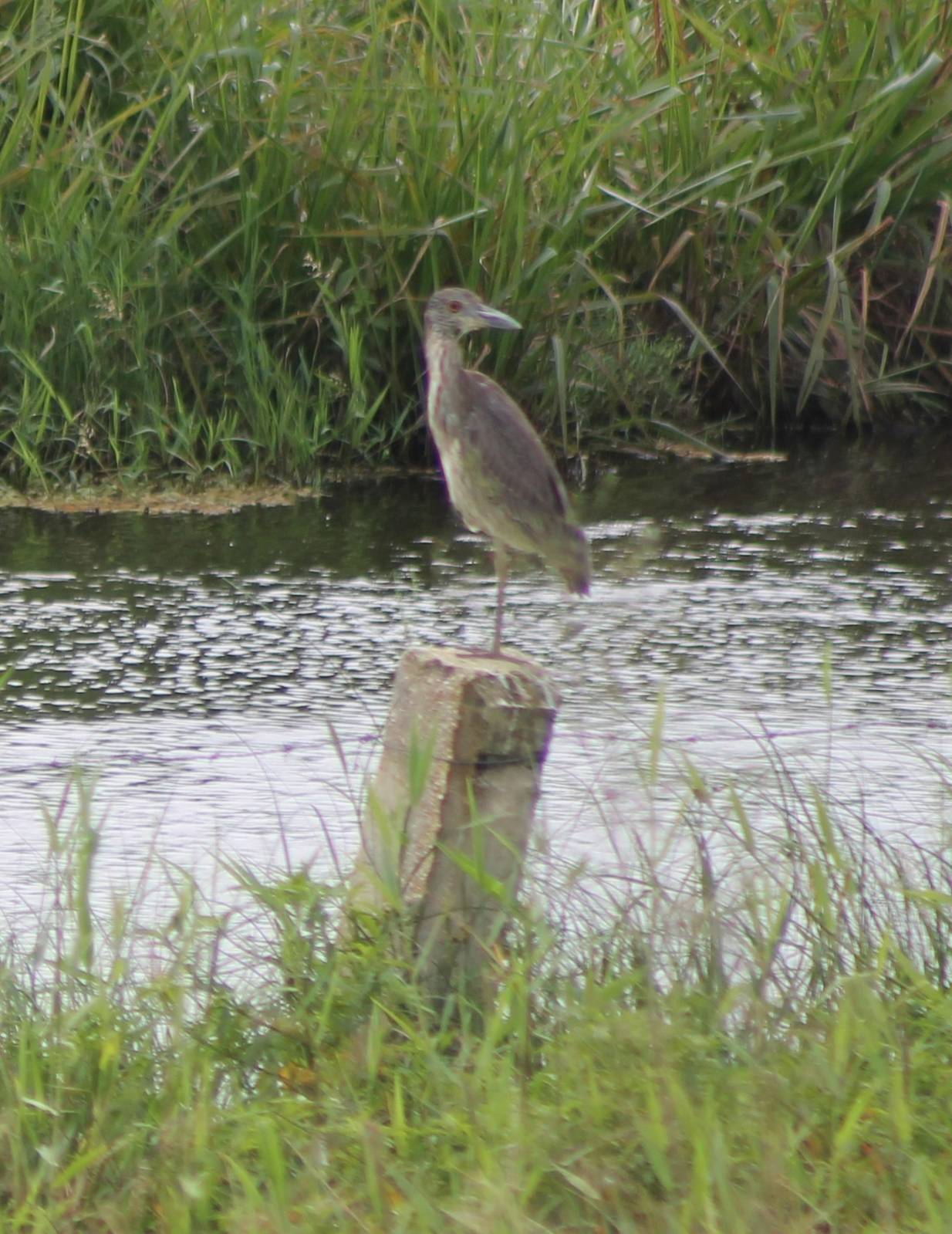 Yellow-crowned night heron young