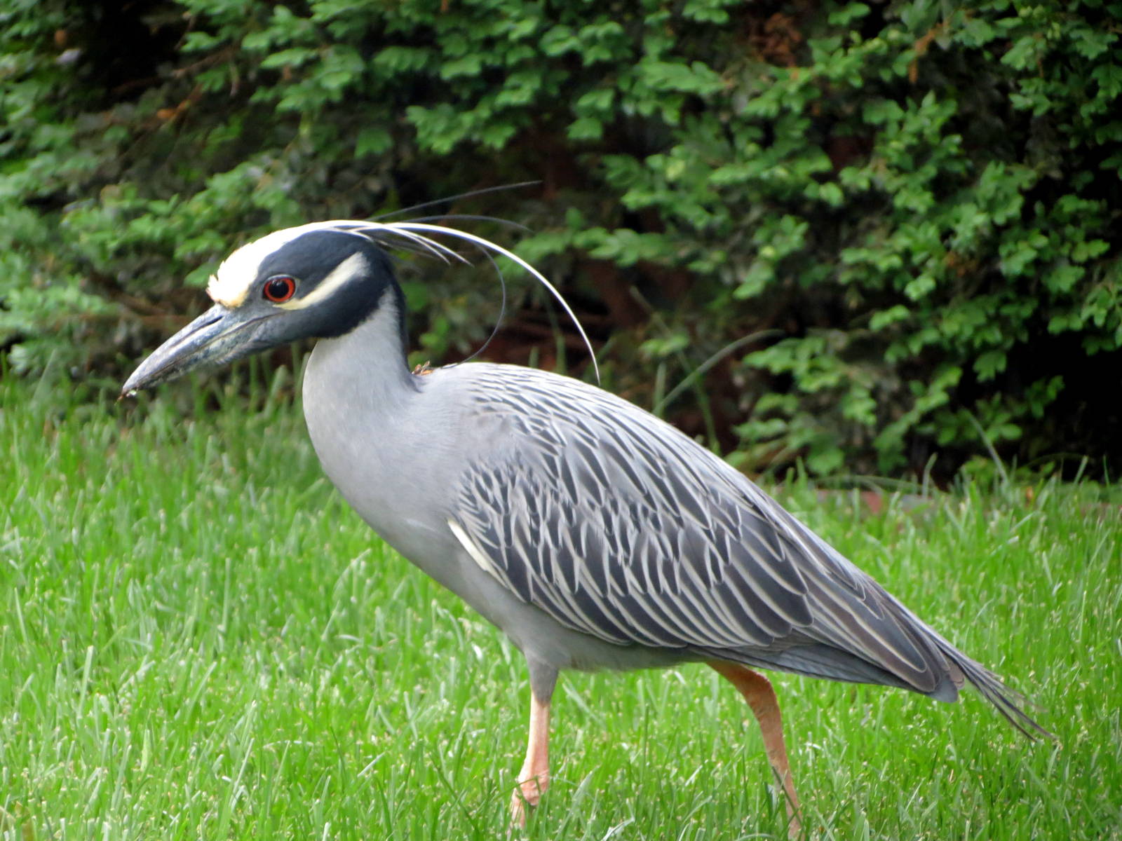 Yellow-crowned Night Heron