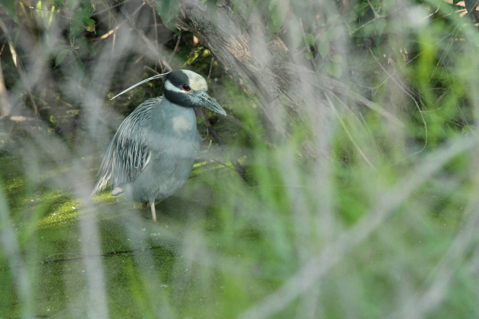 Yellow-Crowned Night Heron
