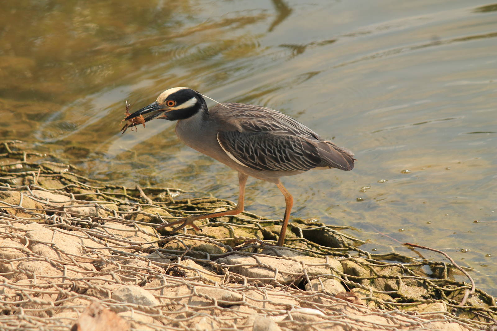 Yellow-Crowned Night Heron