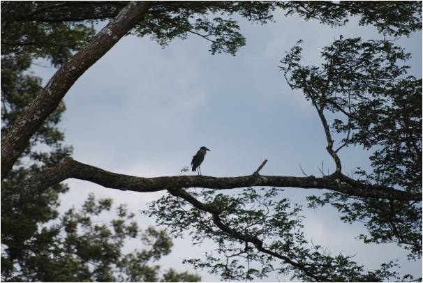 Yellow-crowned night heron
