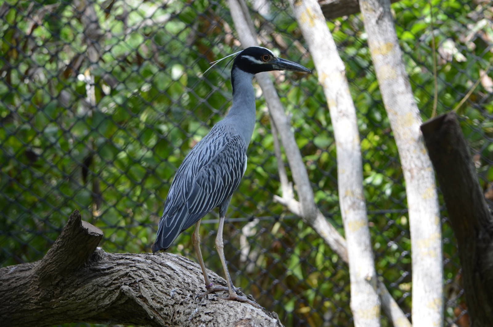 Yellow crowned night heron