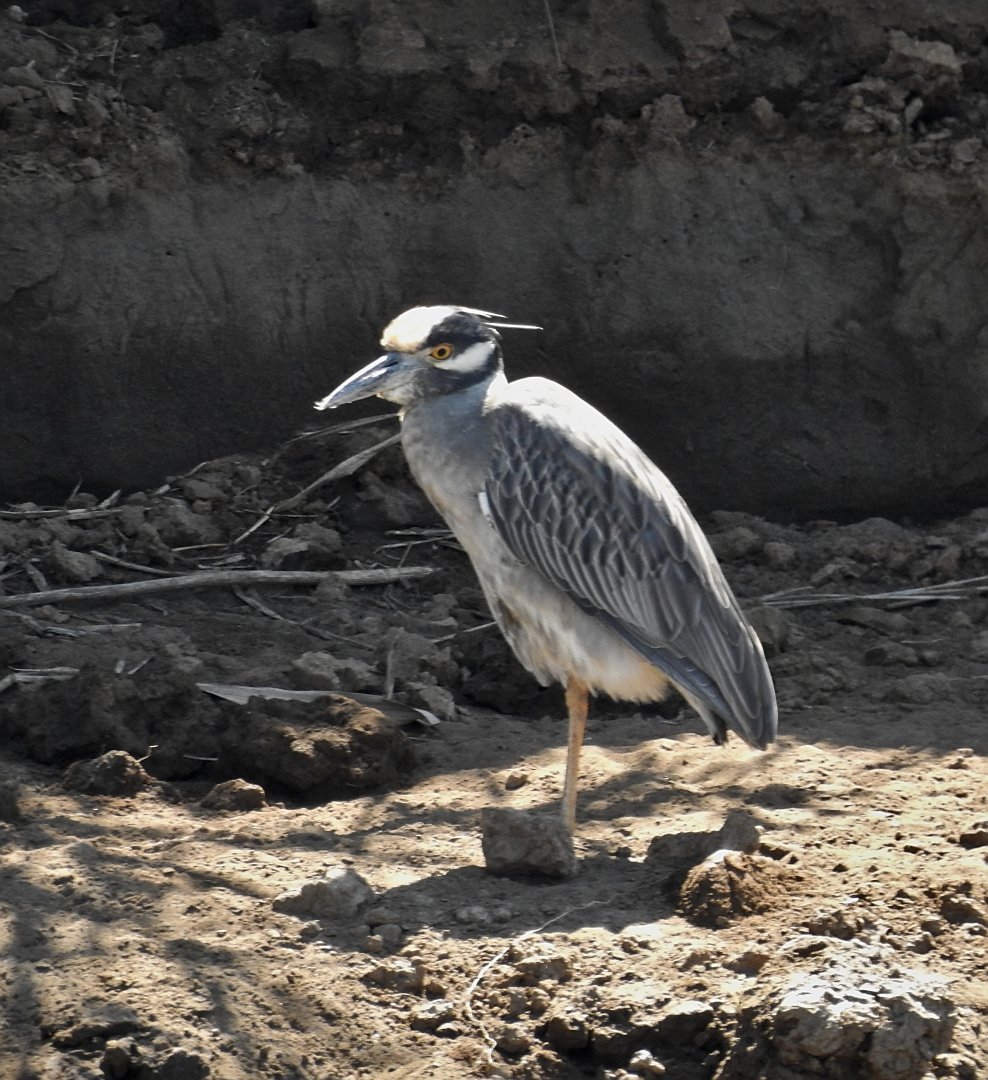 Yellow Crowned Night Heron