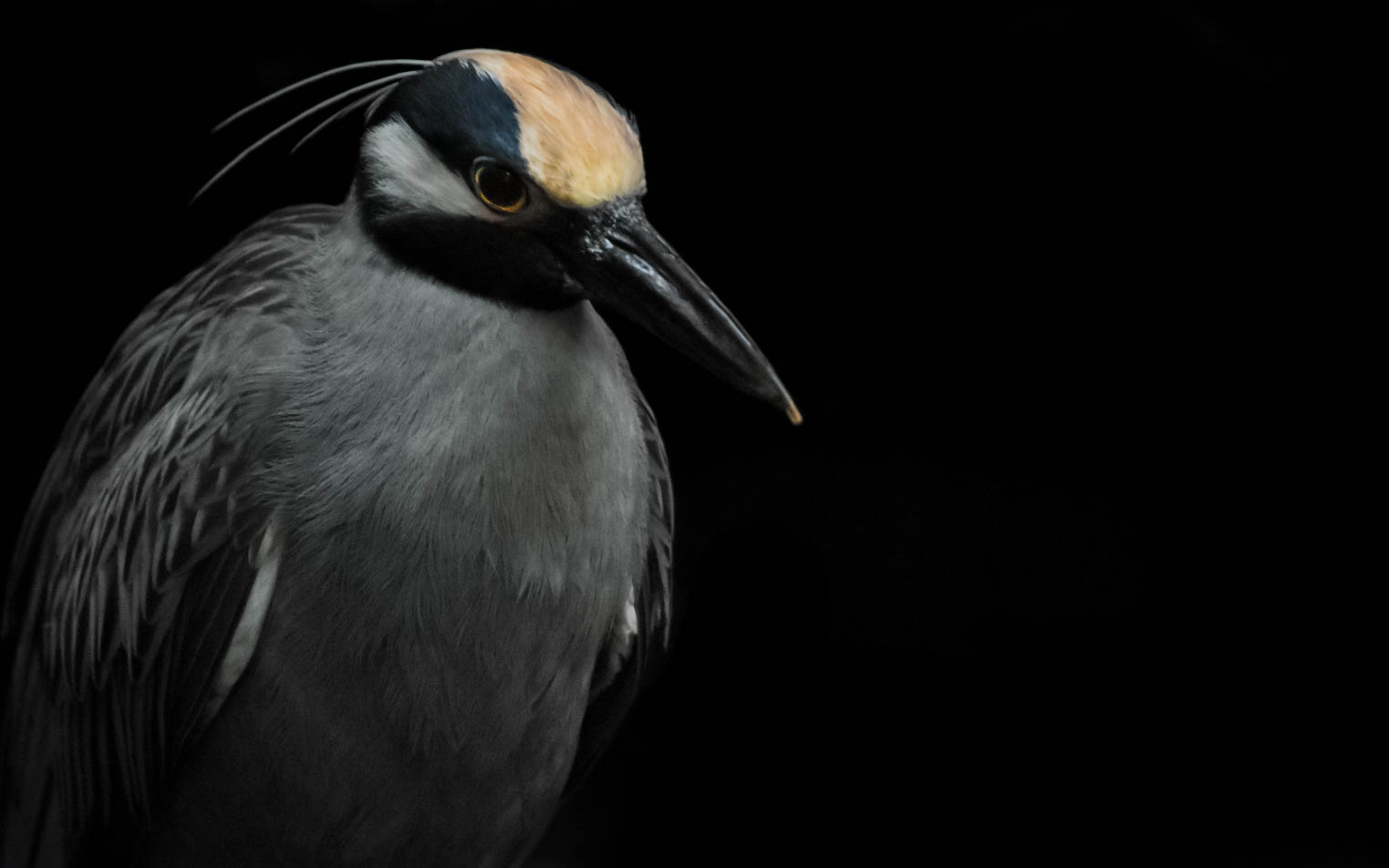 Yellow Crowned Night Heron