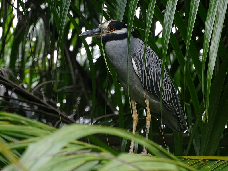 Yellow-crowned night heron