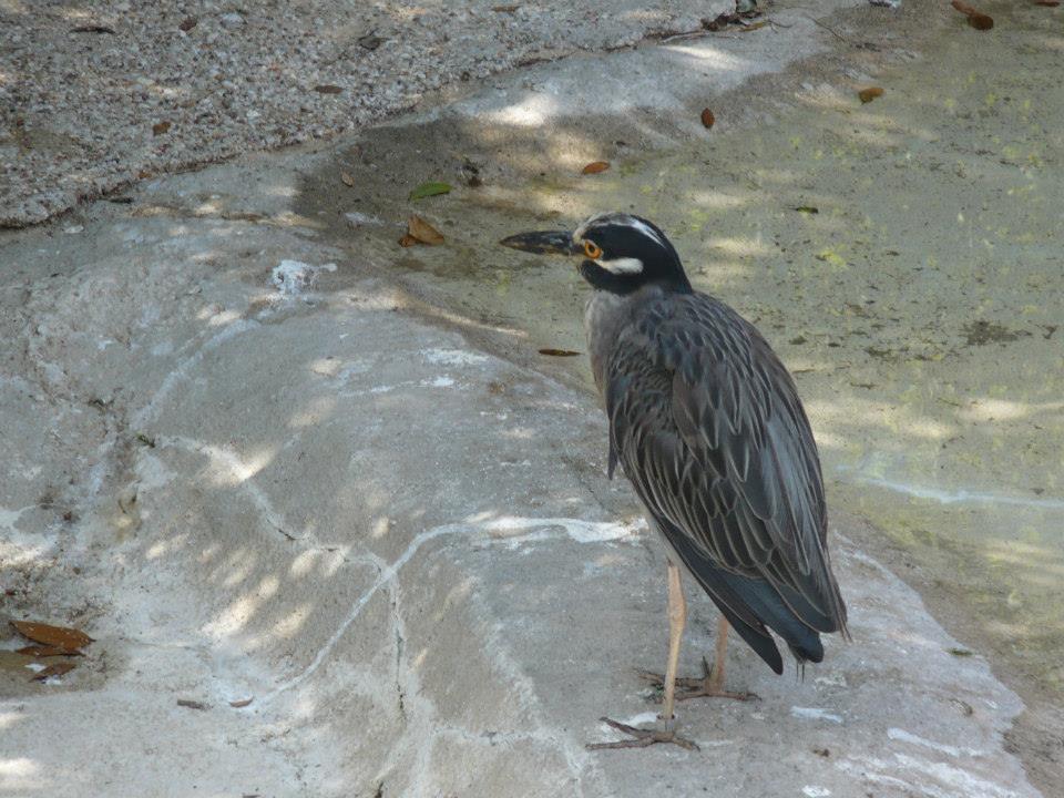 Yellow-crowned night heron