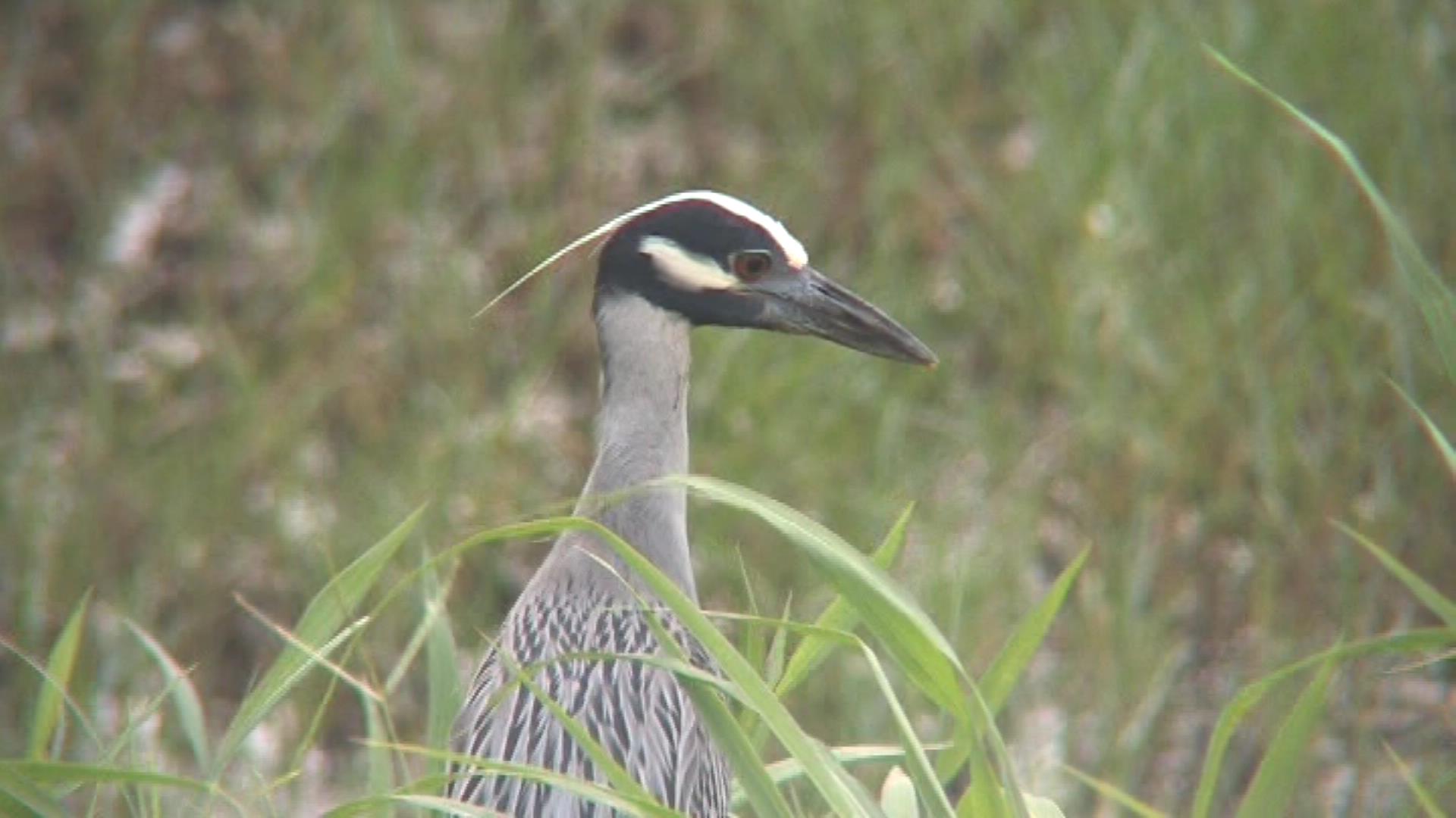 Yellow-crowned night heron