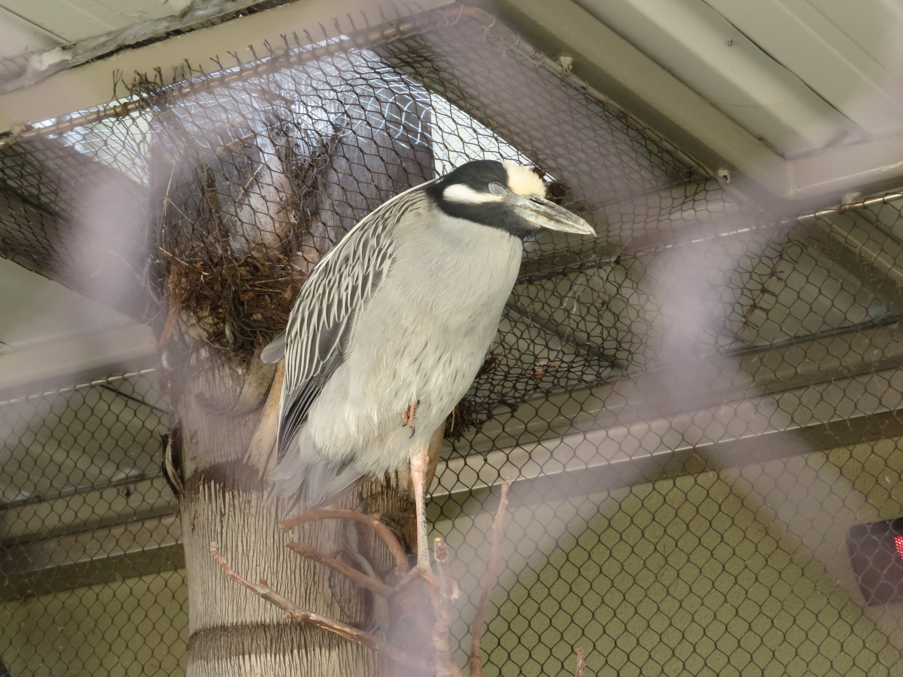 Yellow-crowned Night Heron