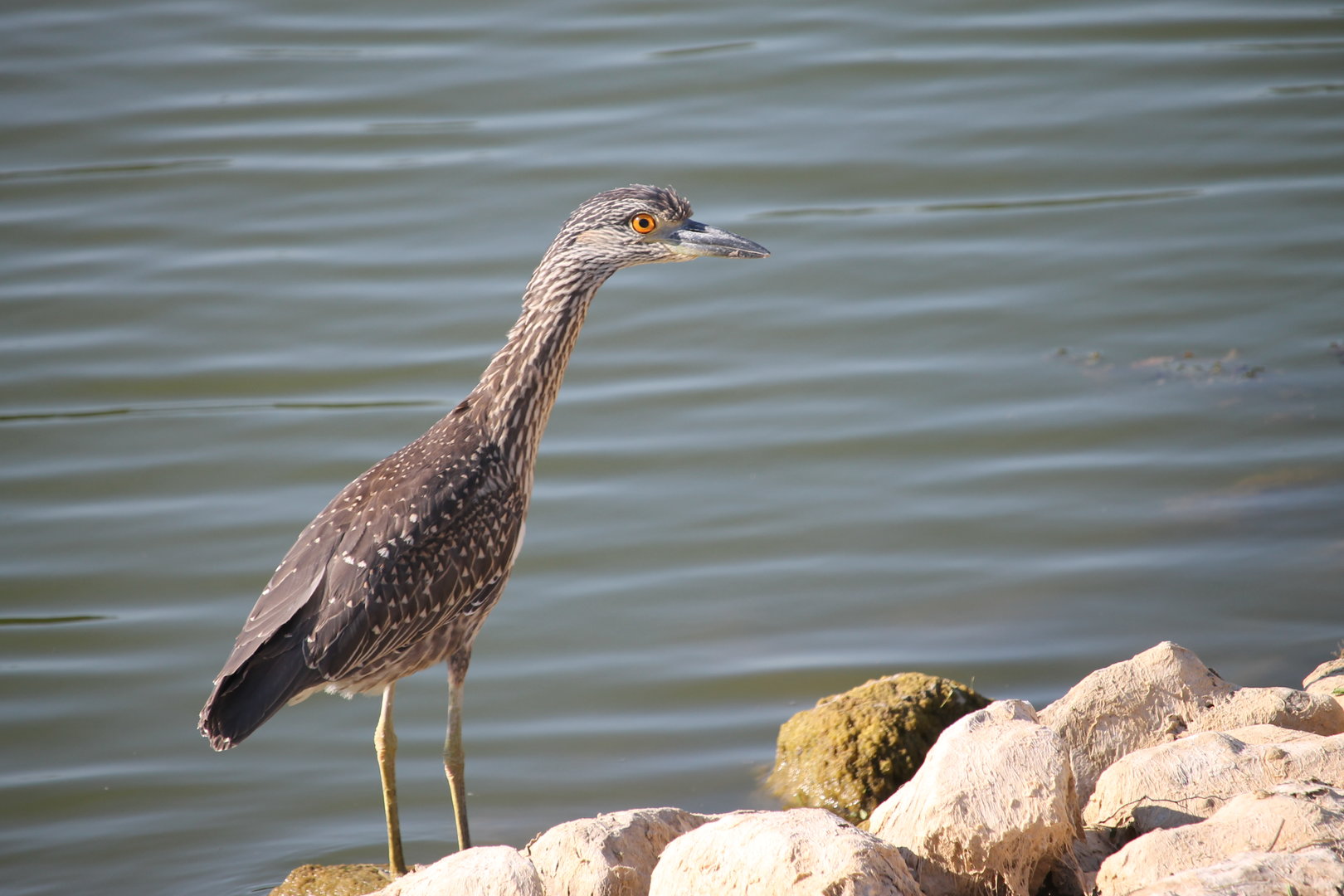 Yellow-crowned Night-Heron
