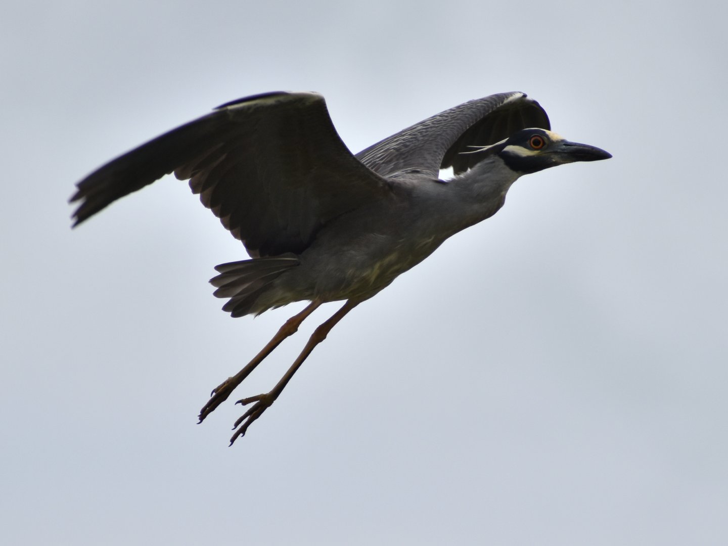 Yellow-crowned Night Heron
