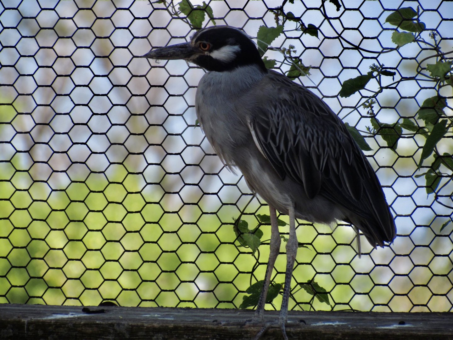 Yellow-crowned Night Heron