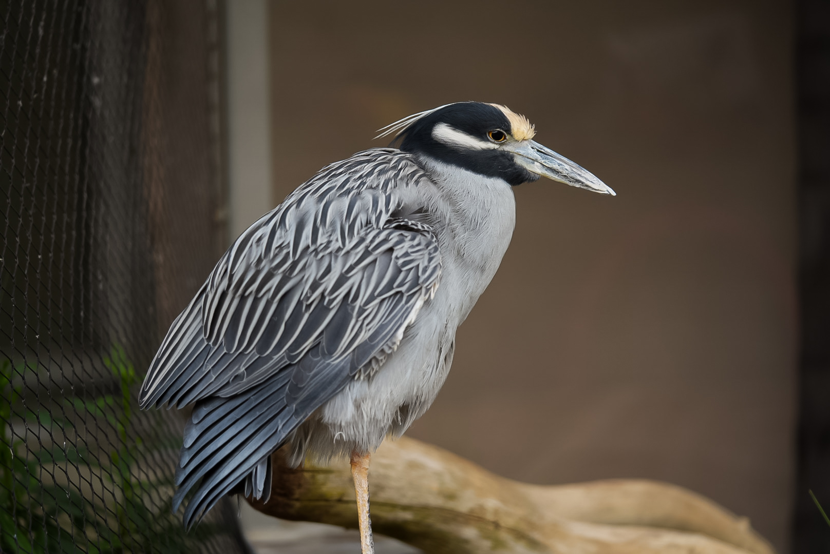 Yellow-crowned Night Heron