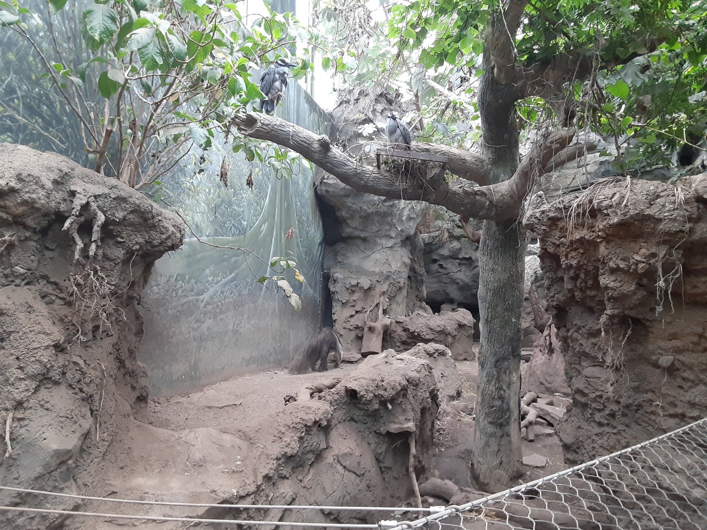Yellow-Crowned Night Herons over Giant Anteater exhibit