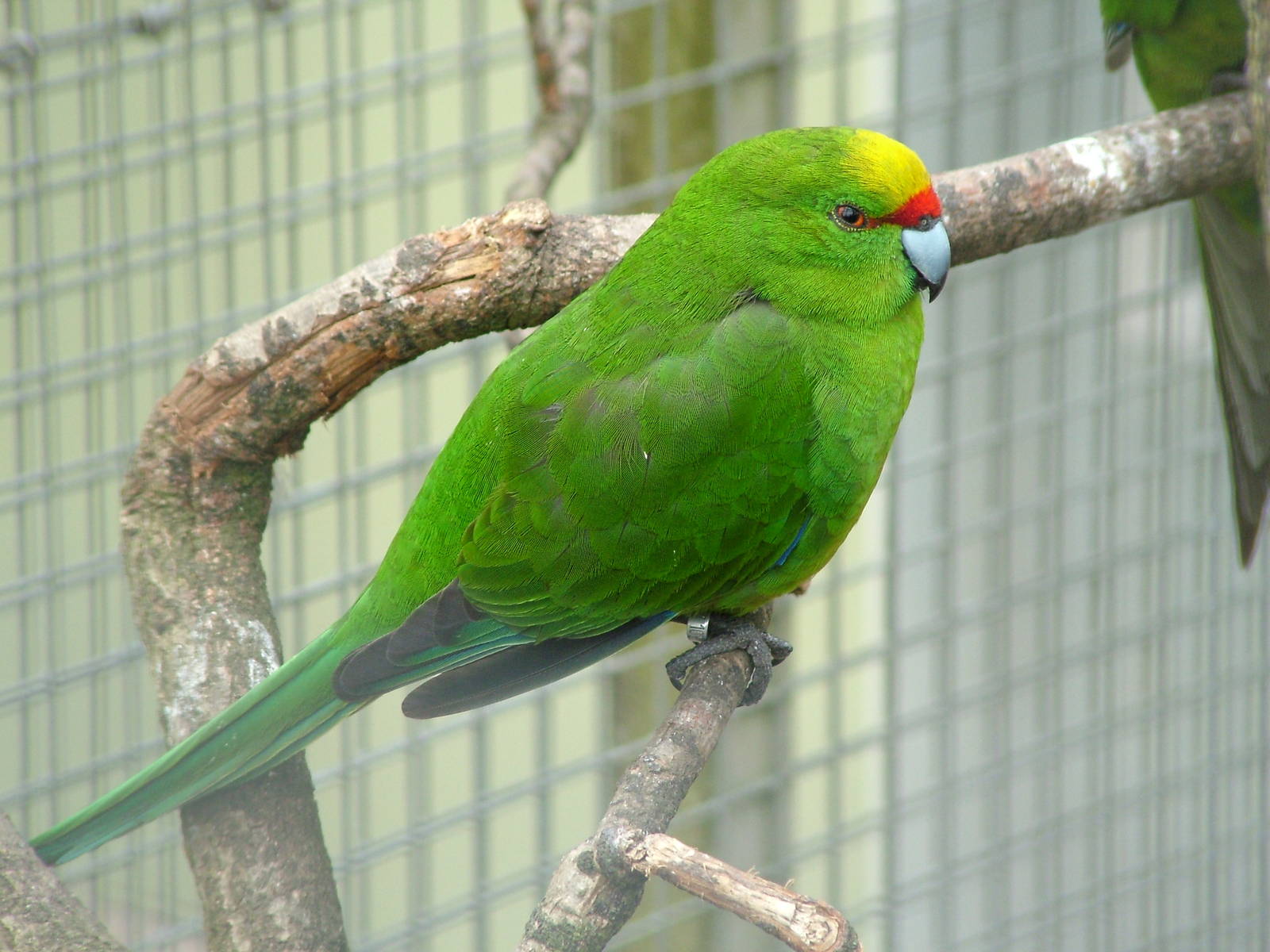 Yellow-crowned Parakeet at Plantaria 14/05/09