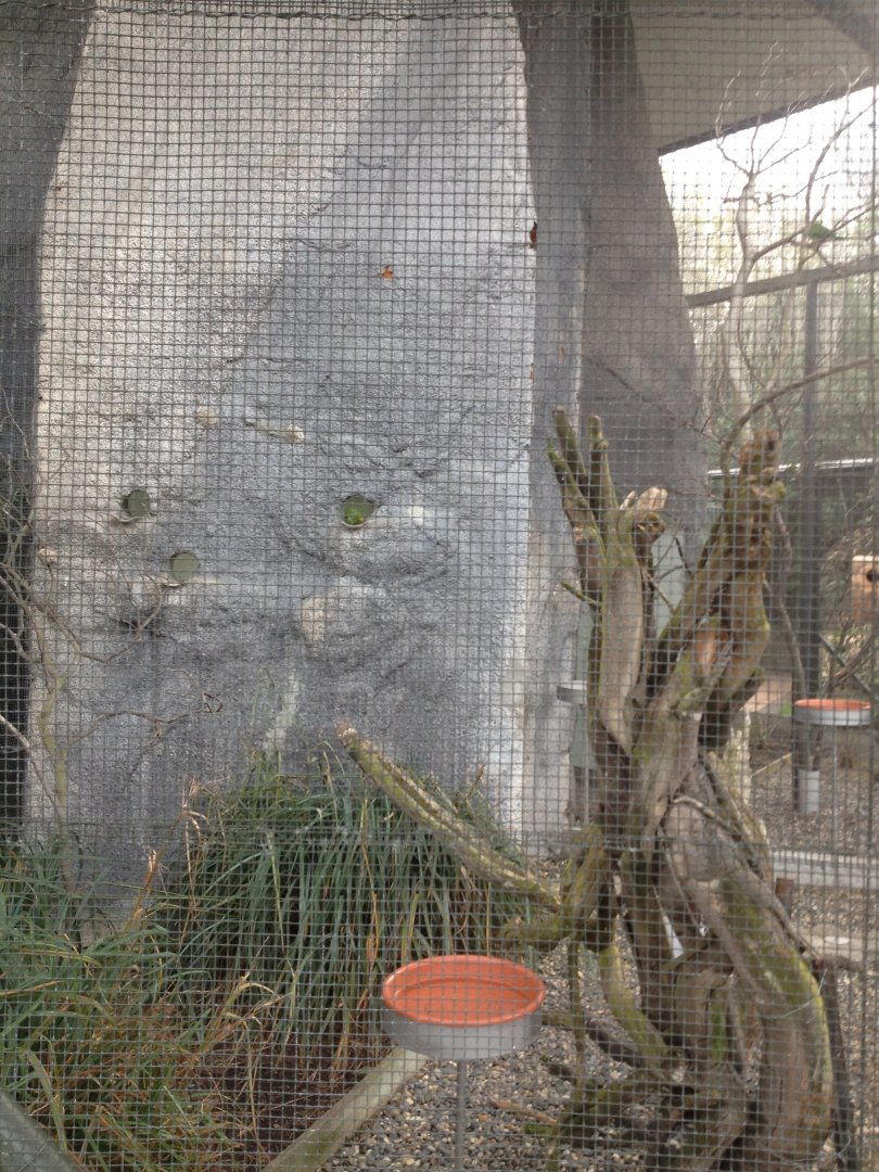 Yellow-crowned Parakeet exhibit