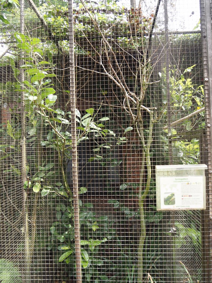 Yellow-crowned parakeet/Yellow-crowned kakariki aviary, 2024-05-21
