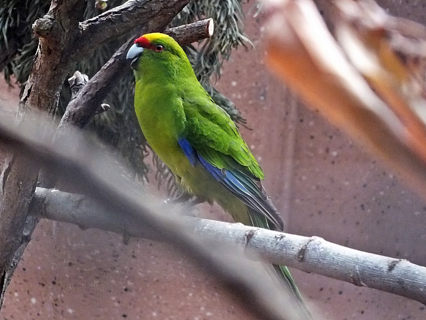 Yellow-crowned parakeet