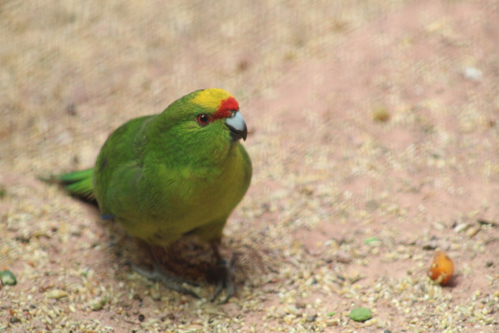 Yellow-crowned parakeet