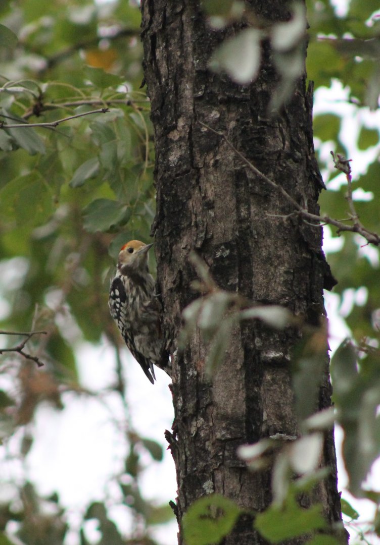 Yellow-crowned Woodpecker (Dendrocopos mahrattensis)
