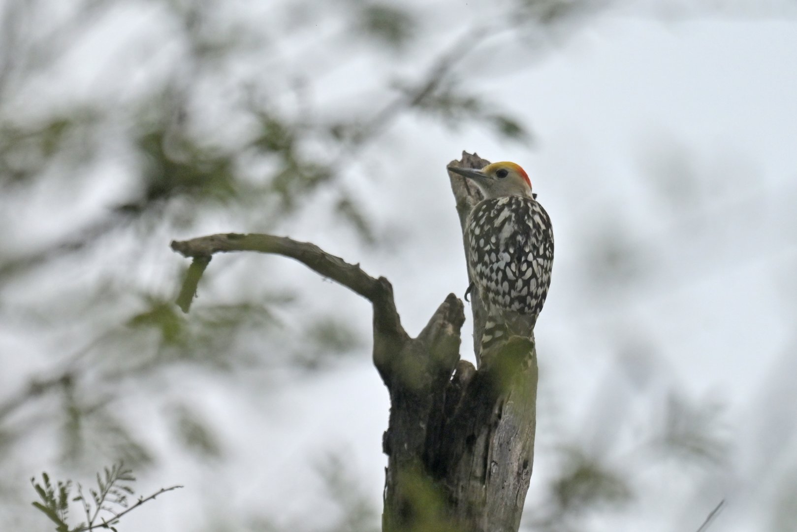 Yellow-crowned Woodpecker Leiopicus mahrattensis