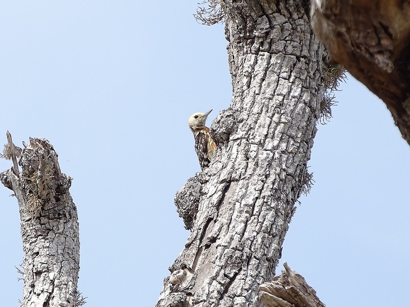 Yellow-crowned woodpecker
