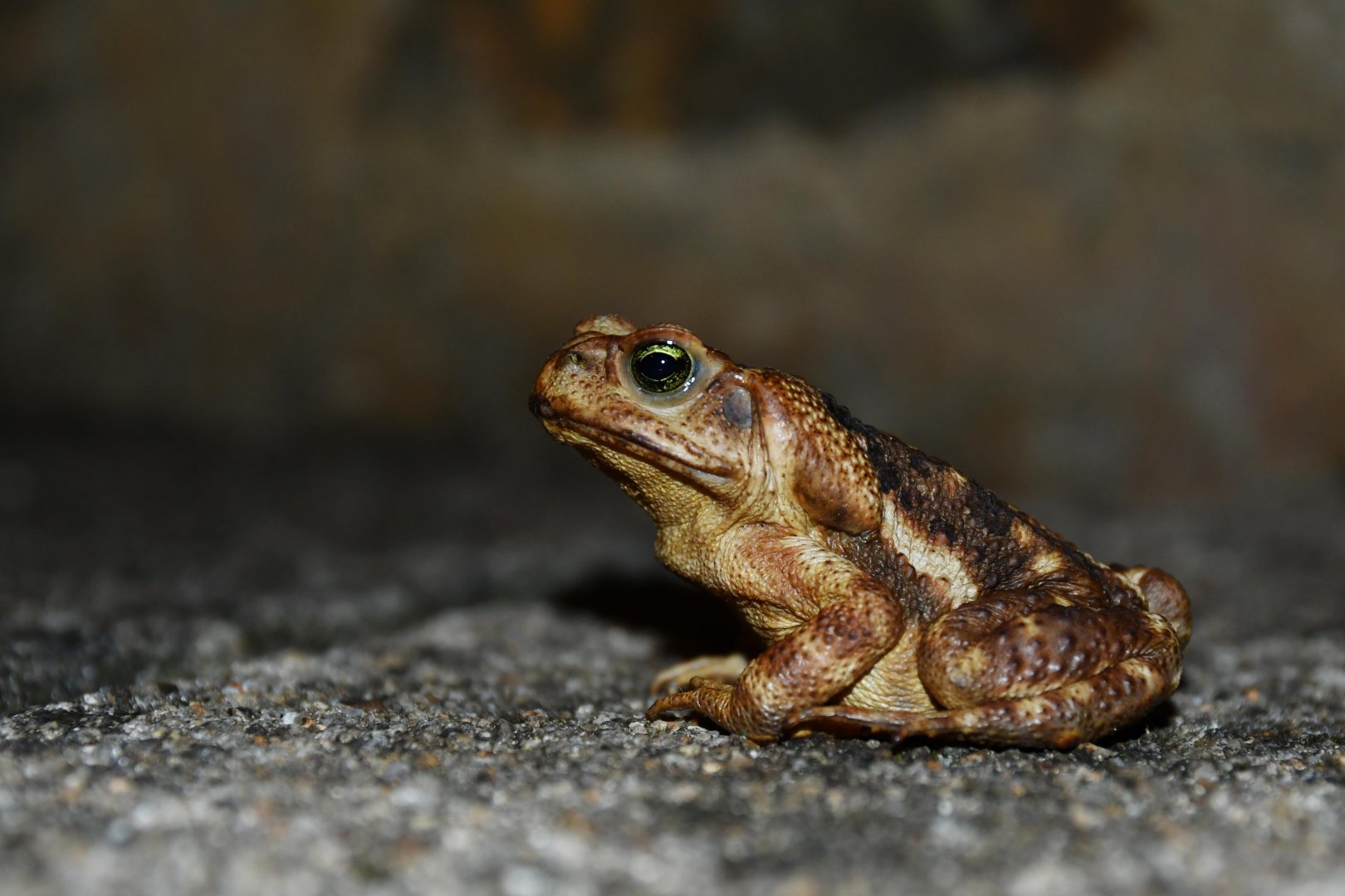 Yellow cururu toad (Rhinella icterica)