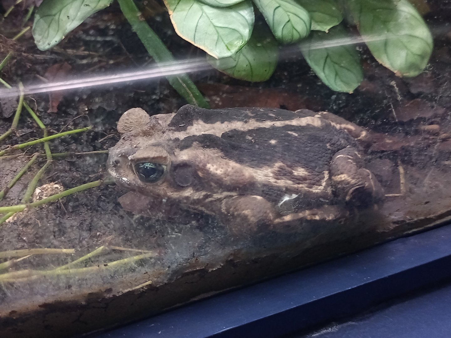 Yellow cururu toad