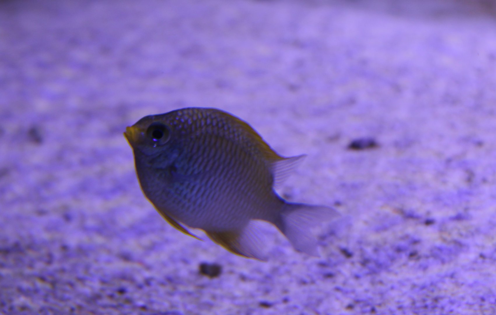 Yellow damselfish - Amblyglyphidodon aureus