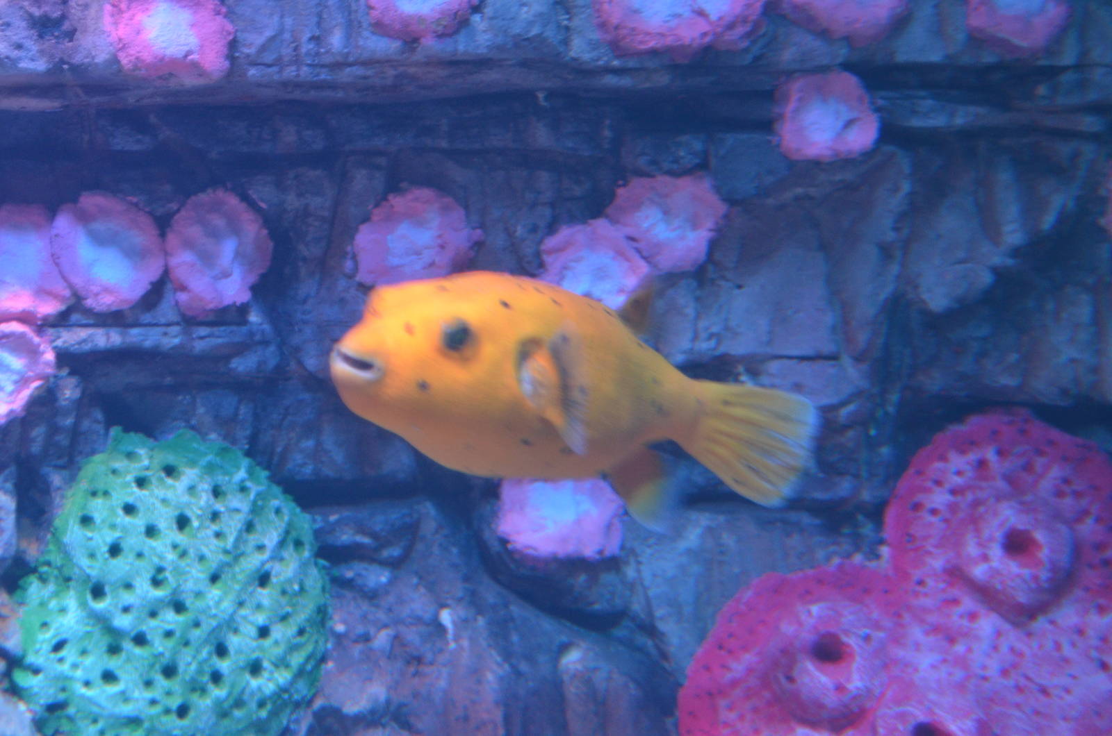 YELLOW DOGFACED PUFFER