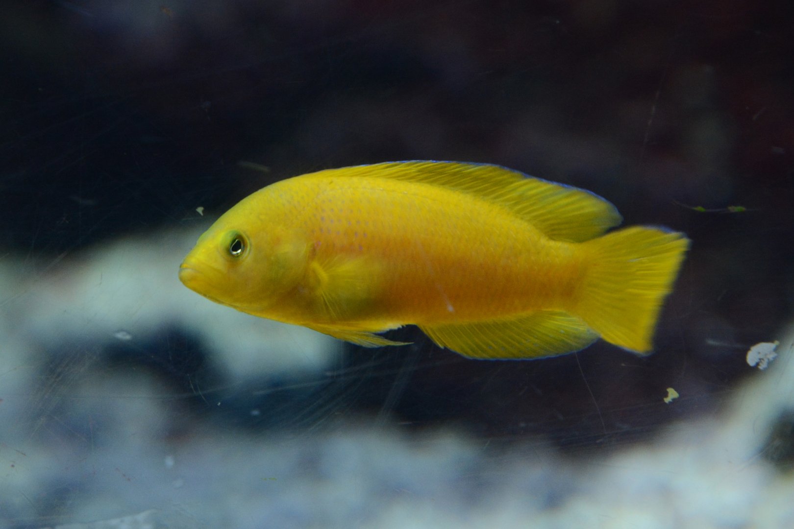 Yellow dottyback (Pseudochromis fuscus)