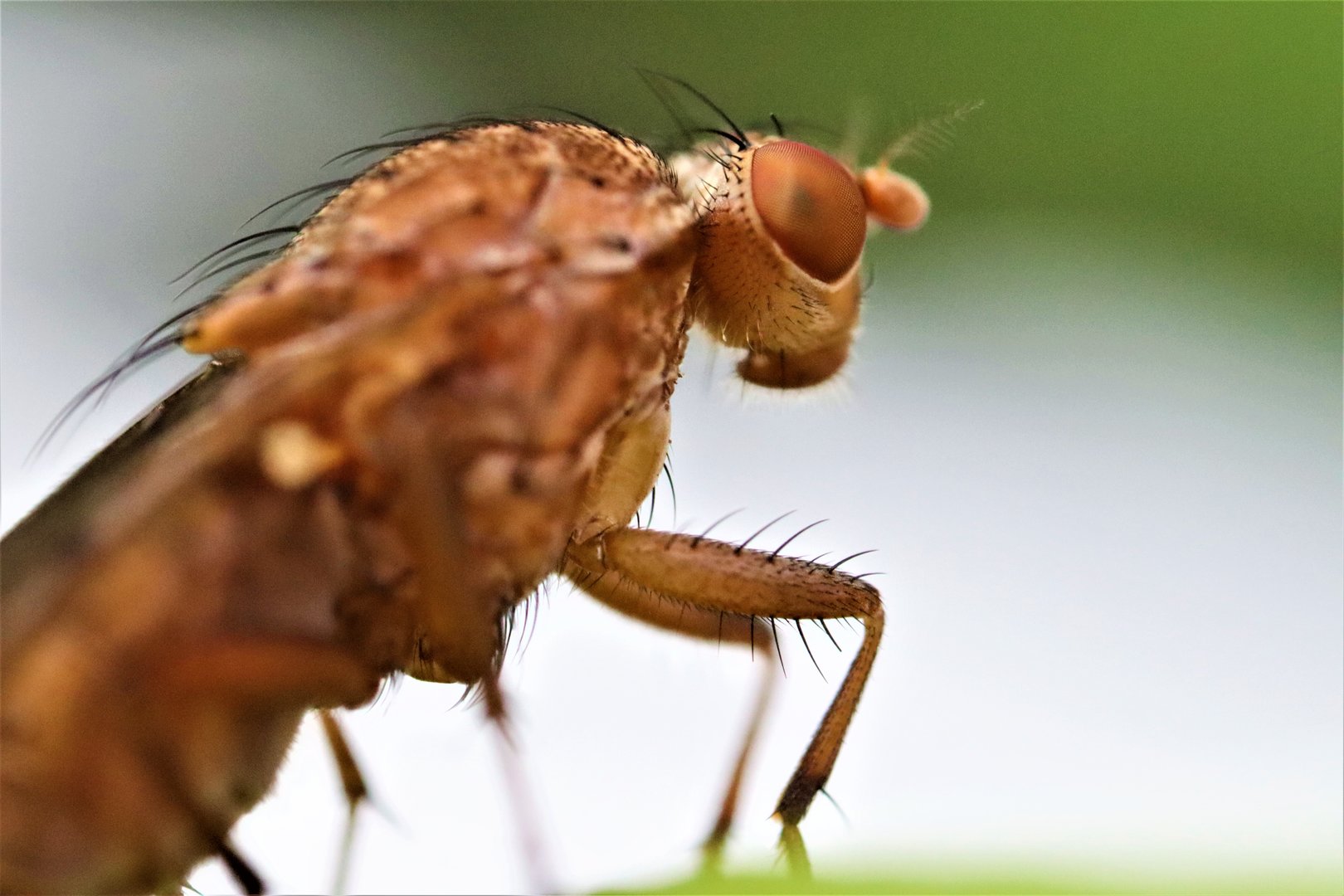 Yellow Dung Fly (Scathophaga stercoraria)