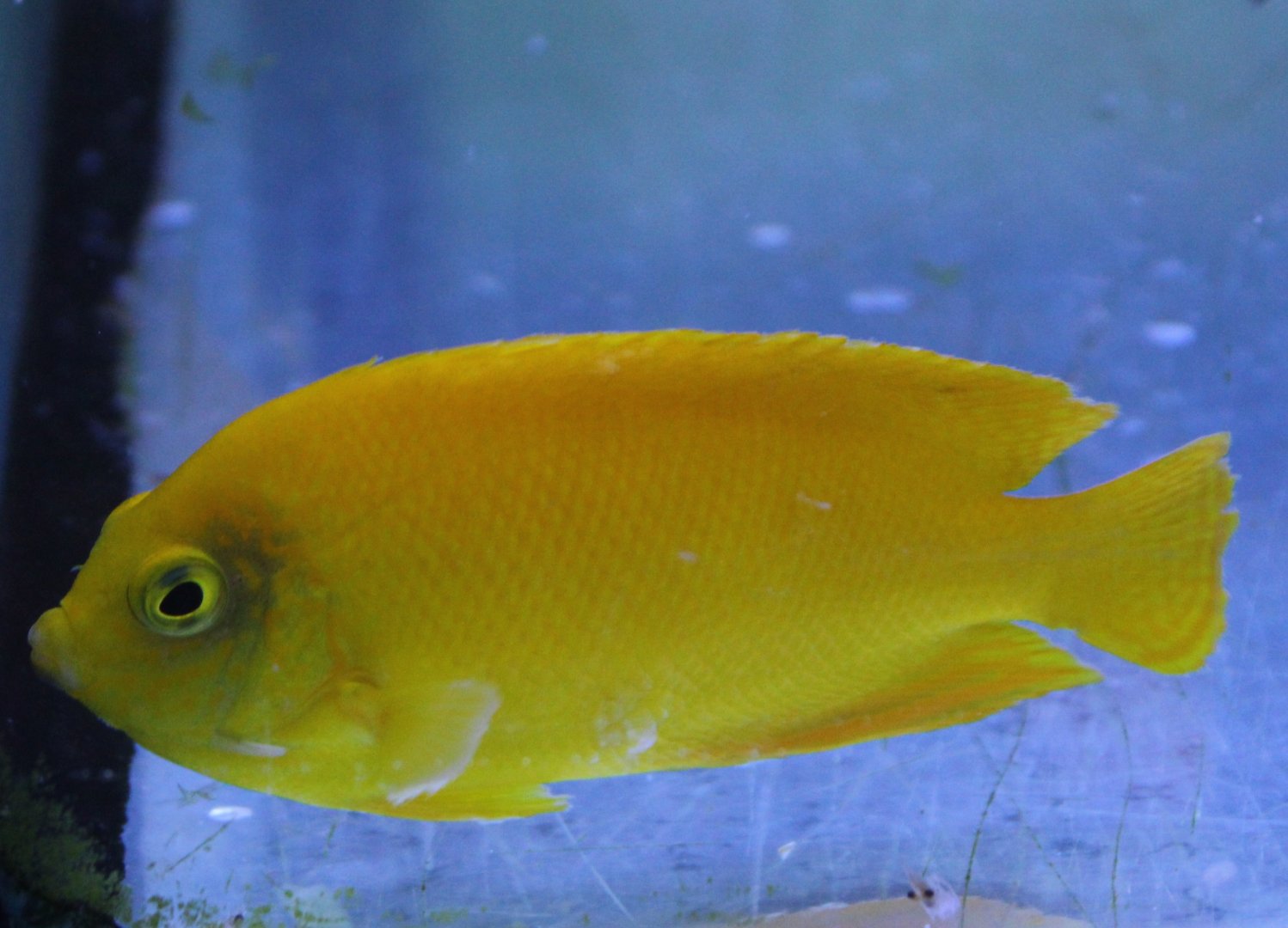 Yellow dwarf angel - Centropyge heraldi