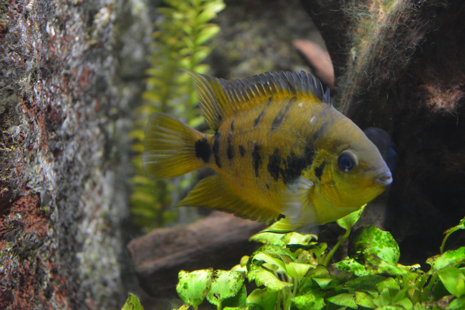 Yellow dwarf cichlid Amatitlania nanolutea