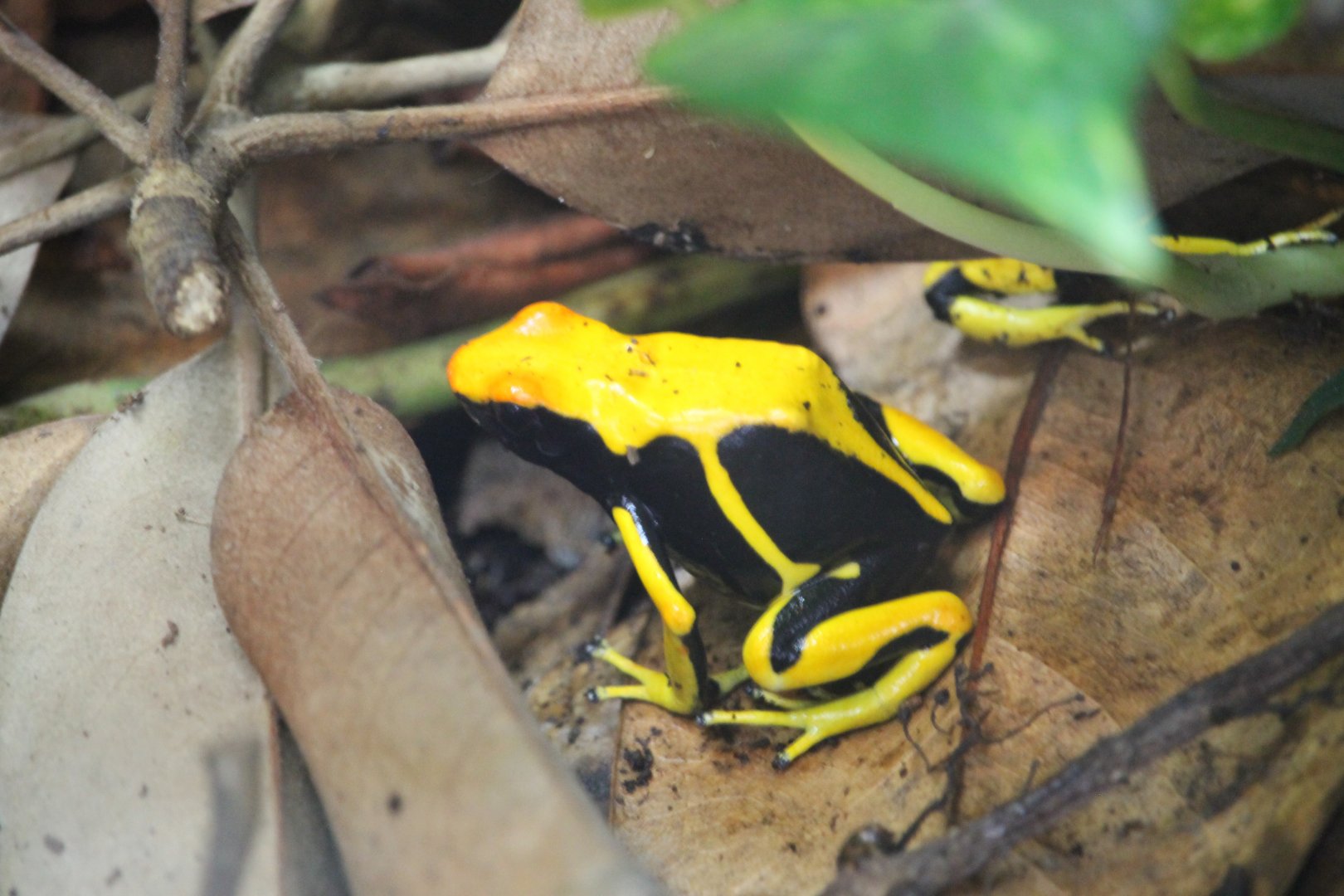 Yellow dyeing dart frog (Dendrobates tinctorius)