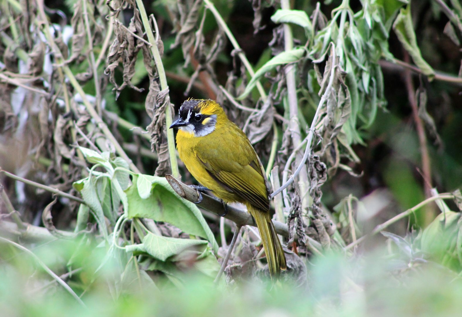 Yellow-eared Bulbul (Pycnonotus penicillatus)