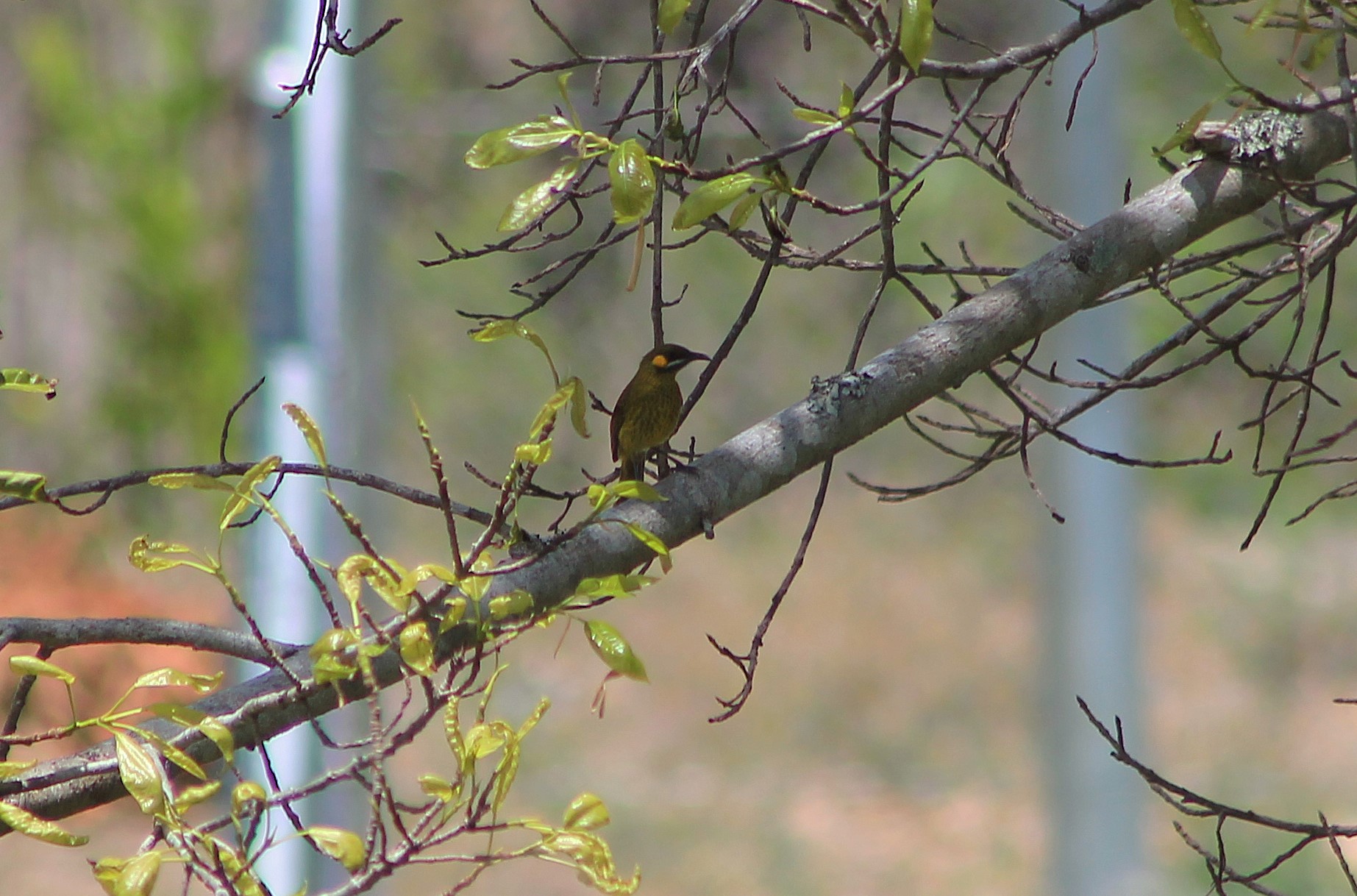 Yellow-eared Honeyeater (Lichmera flavicans)