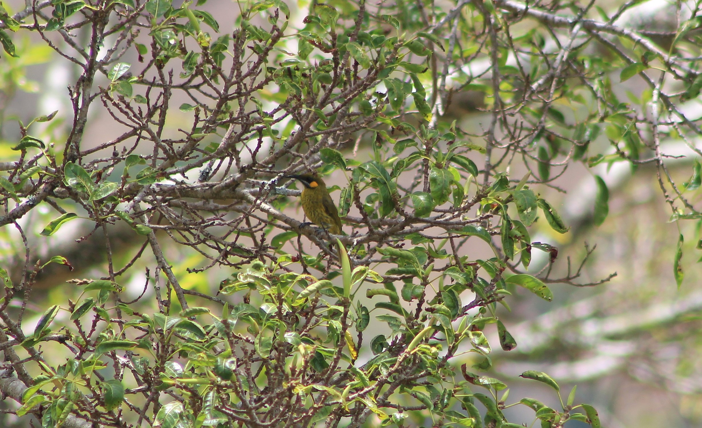 Yellow-eared Honeyeater (Lichmera flavicans)