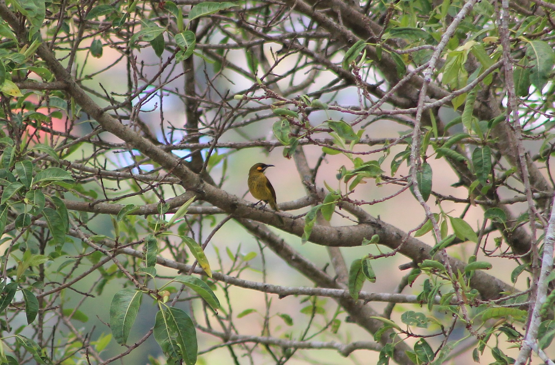Yellow-eared Honeyeater (Lichmera flavicans)