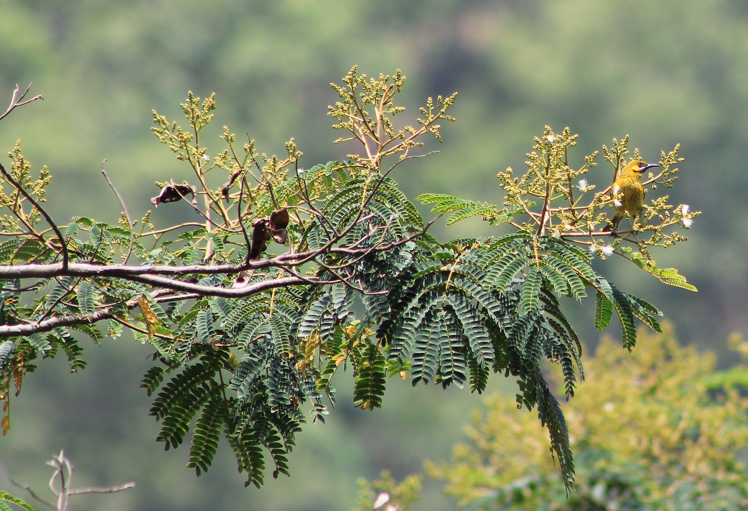 Yellow-eared Honeyeater (Lichmera flavicans)