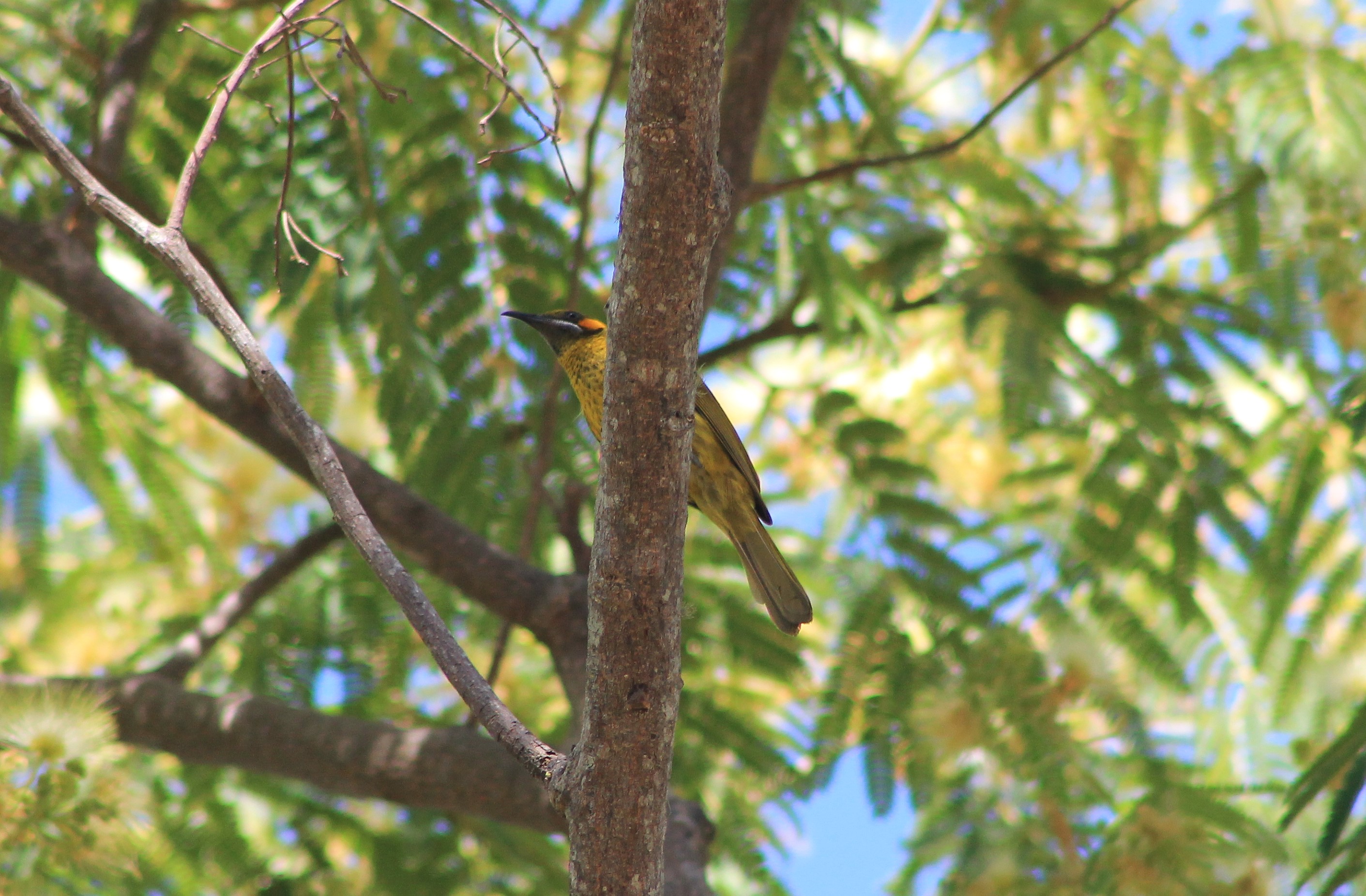 Yellow-eared Honeyeater (Lichmera flavicans)