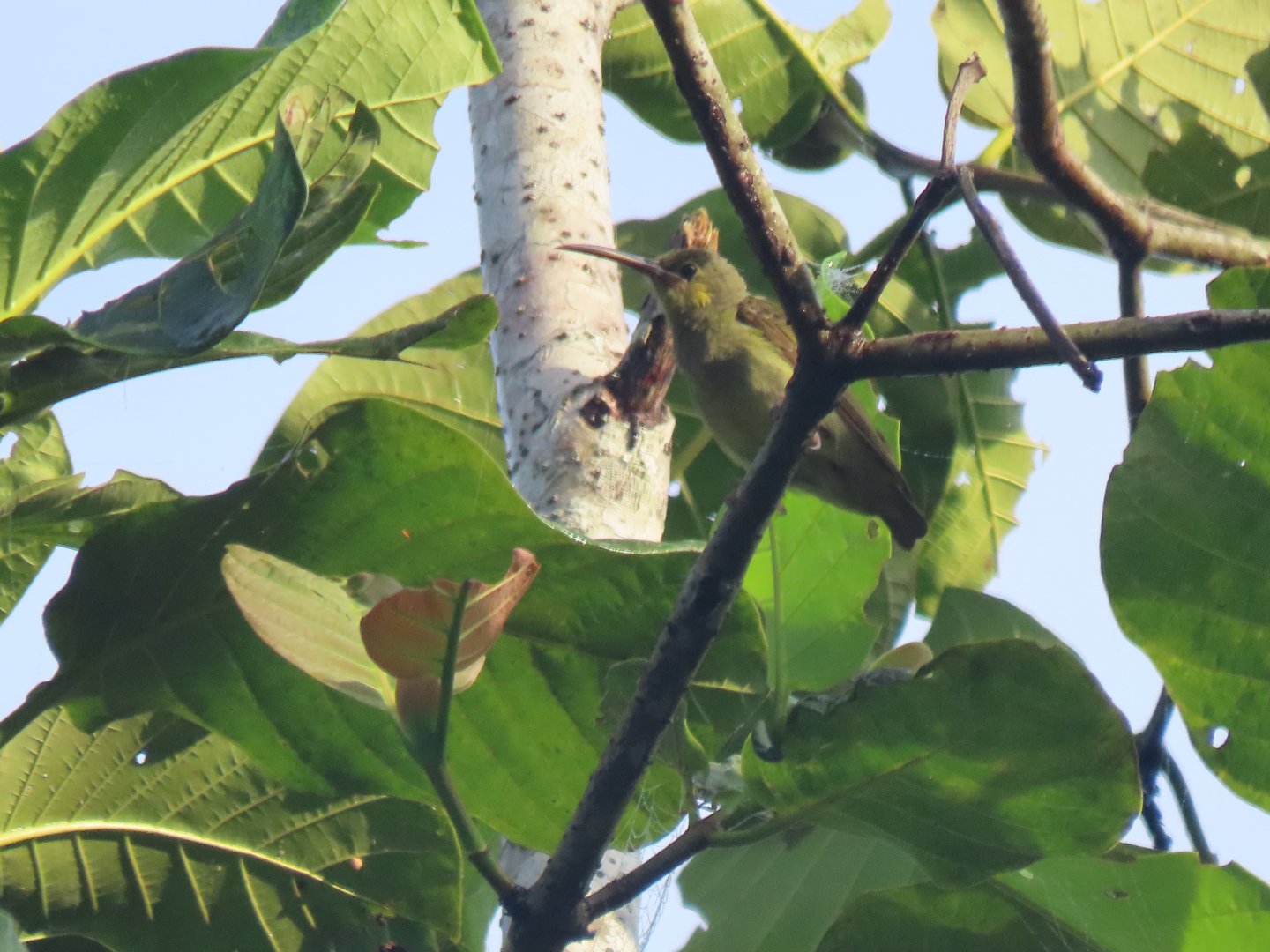 Yellow-eared spiderhunter (Arachnothera chrysogenys)