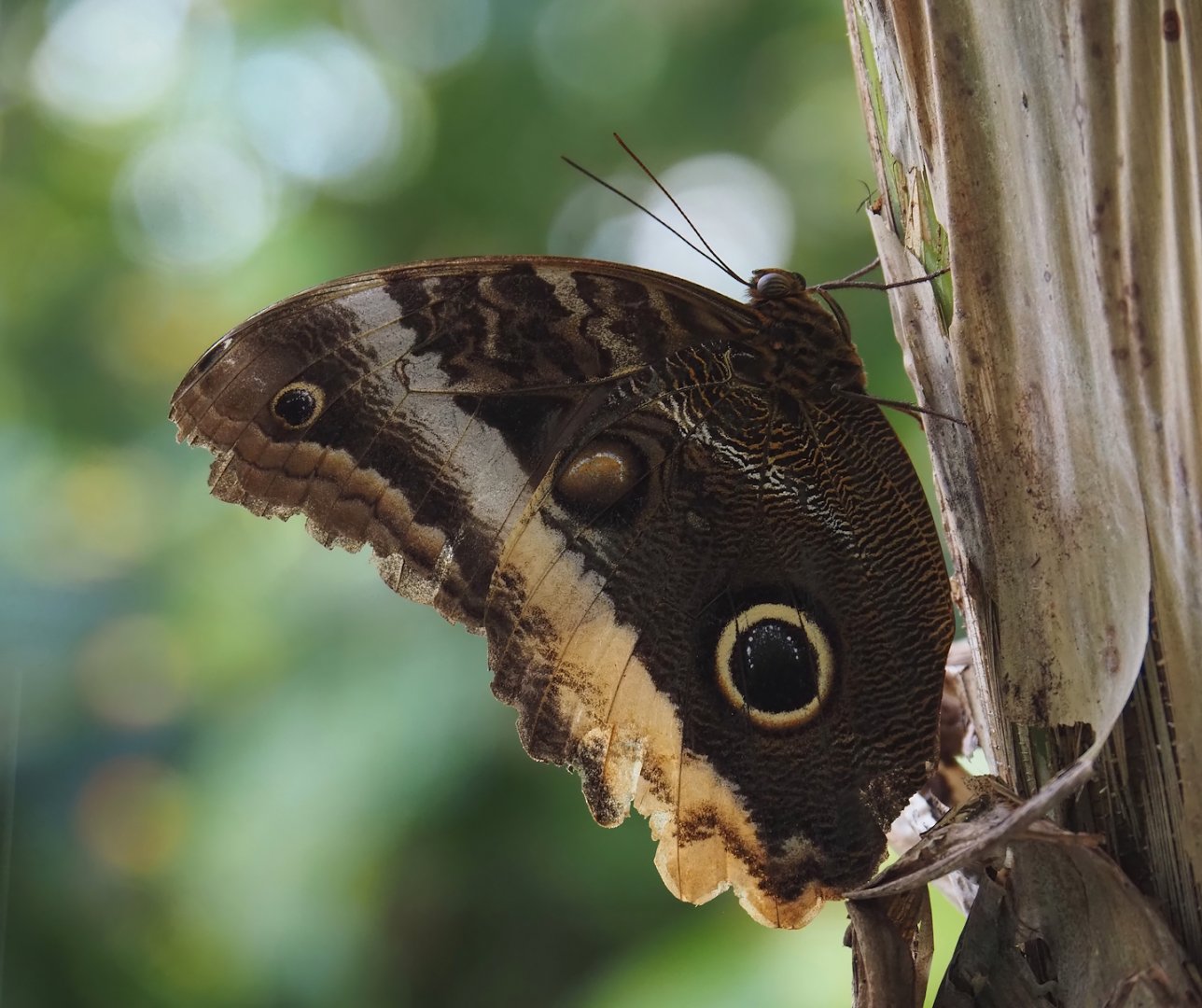 Yellow-edged giant owl butterfly (Caligo atreus), 2025-05-17