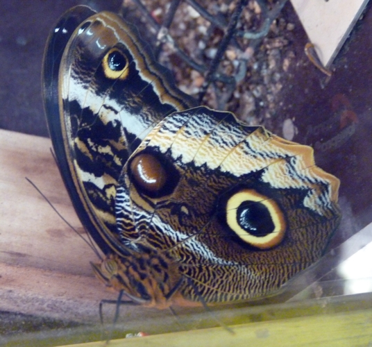 Yellow-edged giant owl butterfly (Caligo atreus)