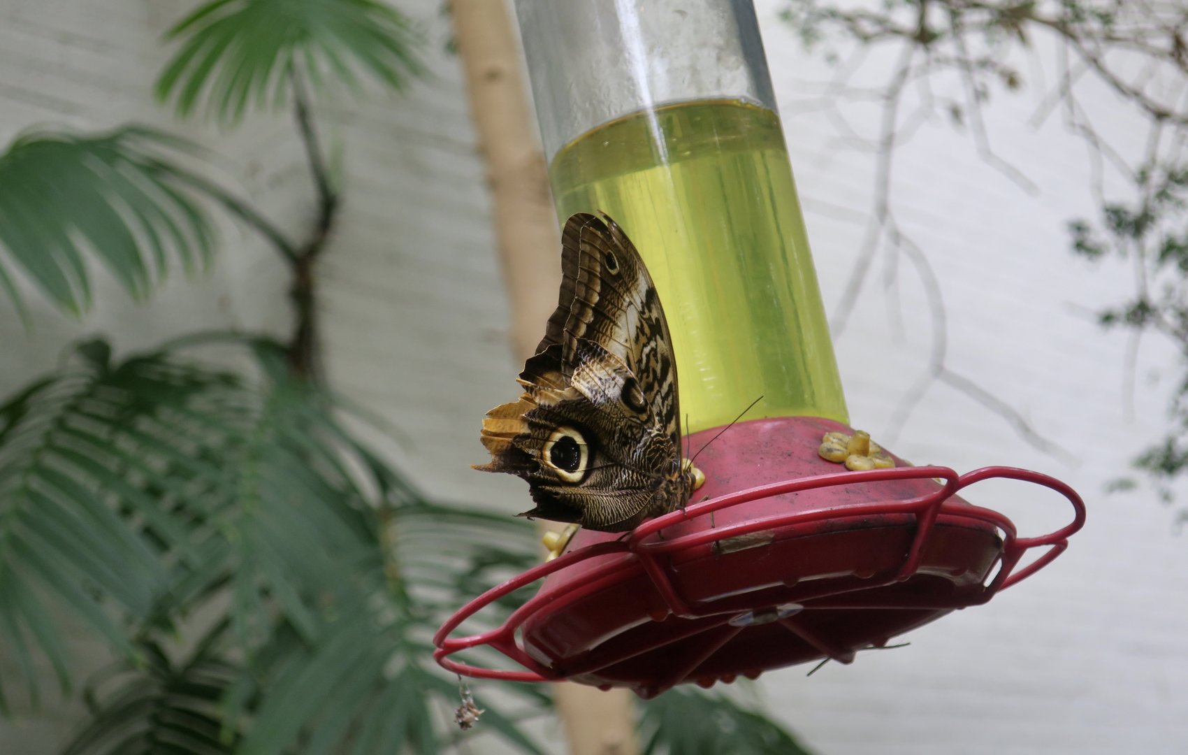 Yellow-Edged Giant Owl Butterfly (Caligo atreus)