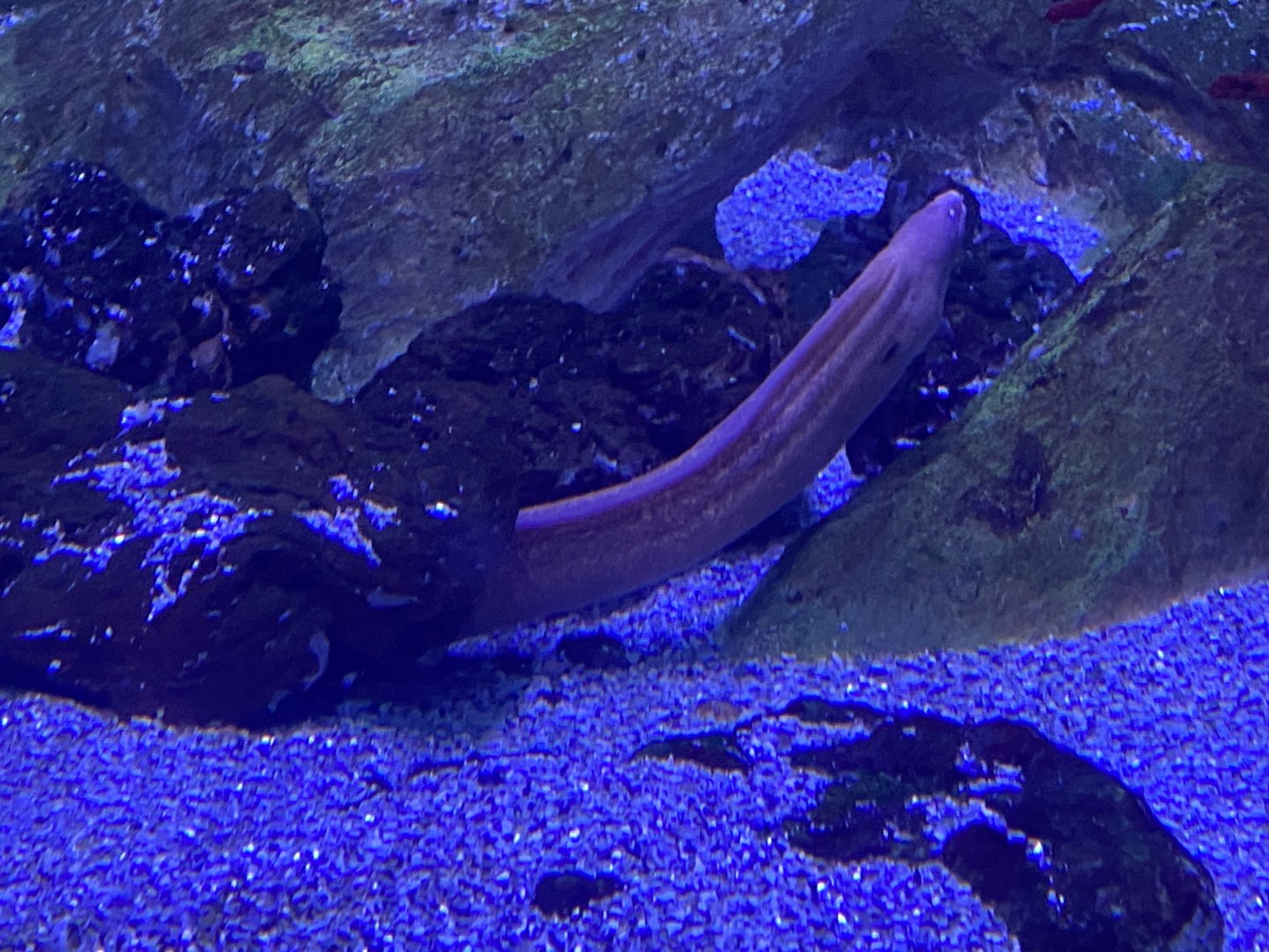 Yellow-edged moray eel